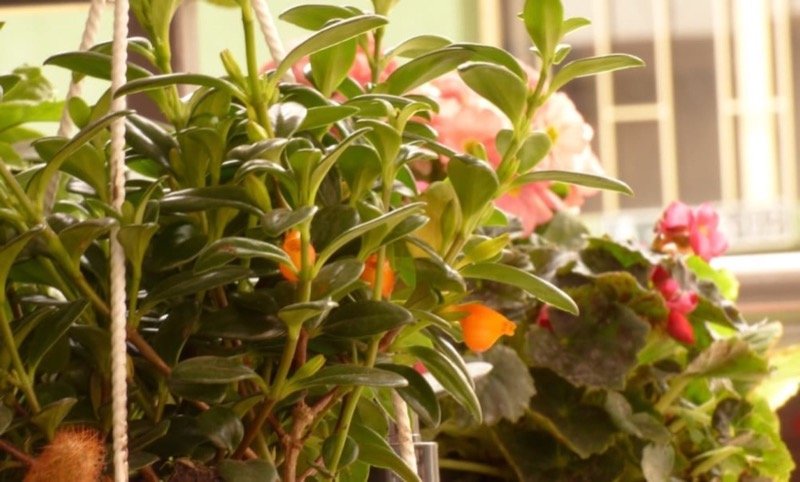 plantas 1