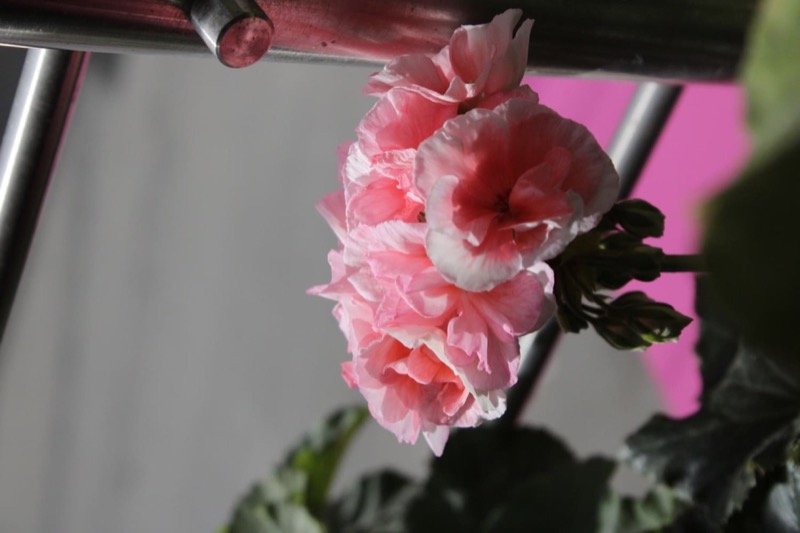 plantas 5